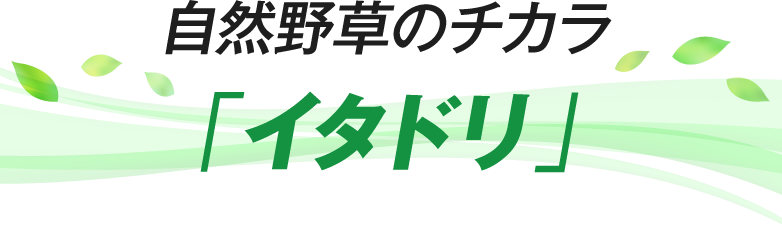 自然野草のチカラ「イタドリ」